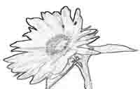 Sonnenblume - Blüte