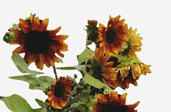 Muster: Rote Sonnenblumen, Acrylmalerei