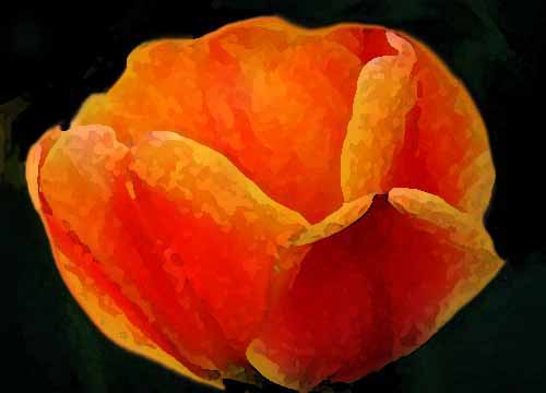 Blume, gemalte Tulpe nach Vorlage, Wachsfarben