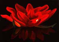 Lotusblüte, Blumenbild