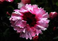gemalte rosa Blume nach Vorlage