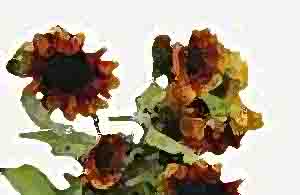 Sonnenblumen in Mischtechnik nach Vorlage gemalt