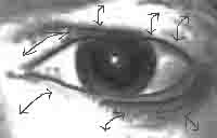 Proportionen der Augenumgebung