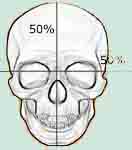 Proportionen des Kopfes